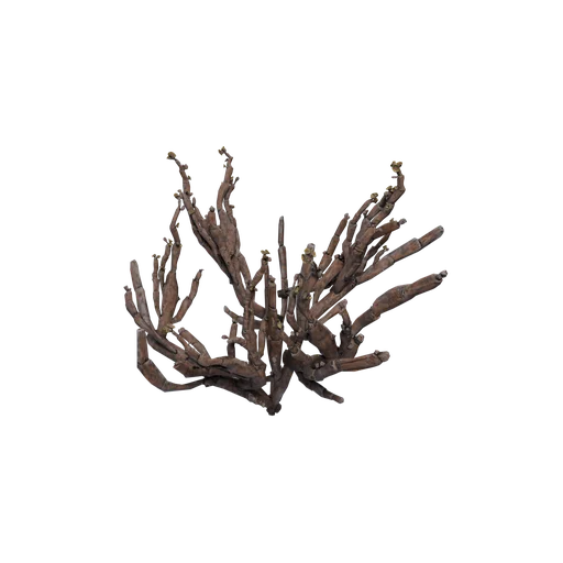 Platyclada A
