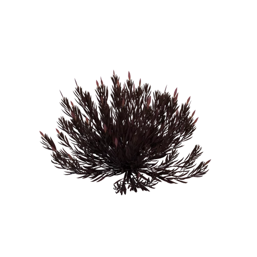 SM Coral A purple