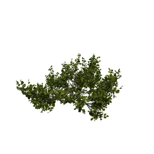 MLarge Bush SM