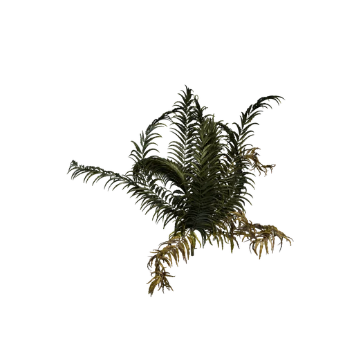 GiantLeatherFern C