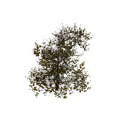 Alder C