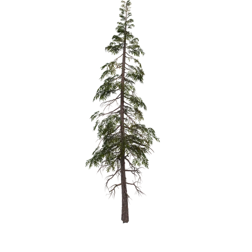 SPRUCE M 02 Broken