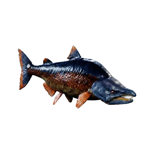 X-Sabertooth Salmon