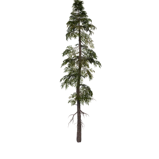 SPRUCE S 01 Broken