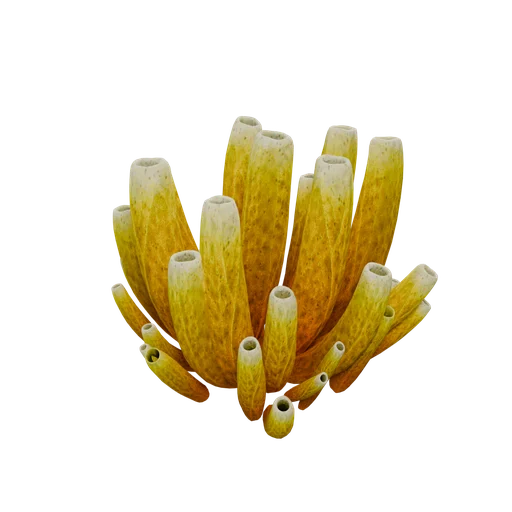 SM Coral D