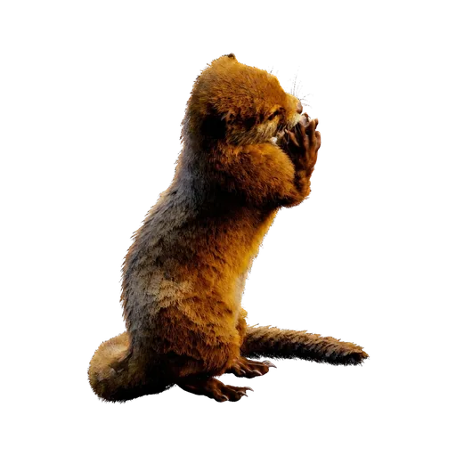 Otter