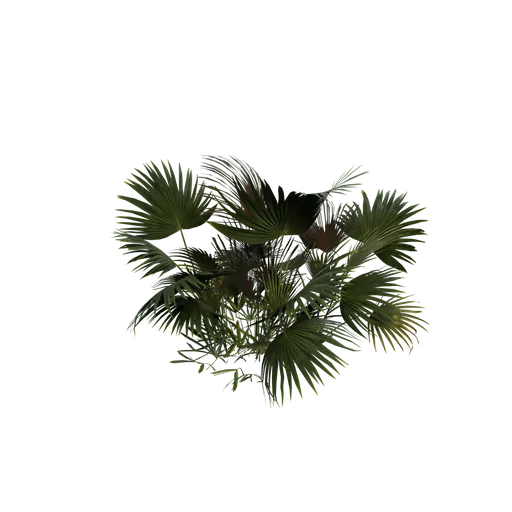 SawPalmettoClump SM