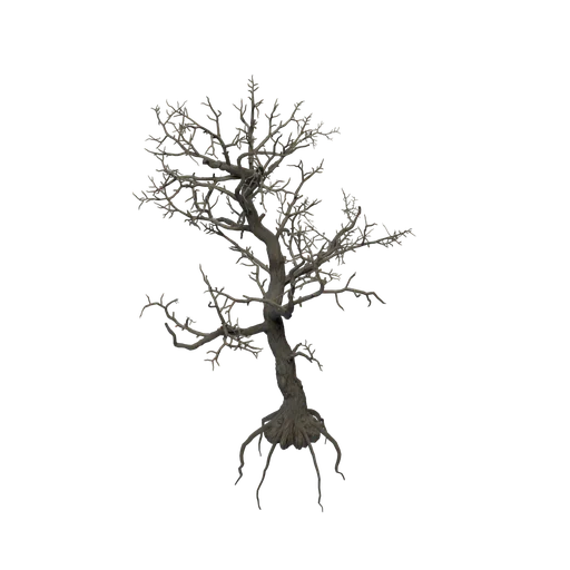 LimberPine A