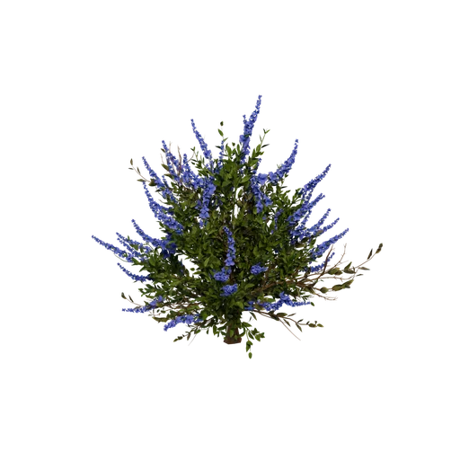 HeatherBush C