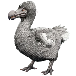 Aberrant Dodo