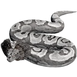 Aberrant Titanoboa