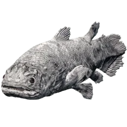 Aberrant Coelacanth